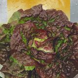 Насіння салату качанного 4 сезони 10 г - купити | Good Harvest