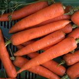 Семена моркови Флакке Яскрава 3 г - купить | Good Harvest