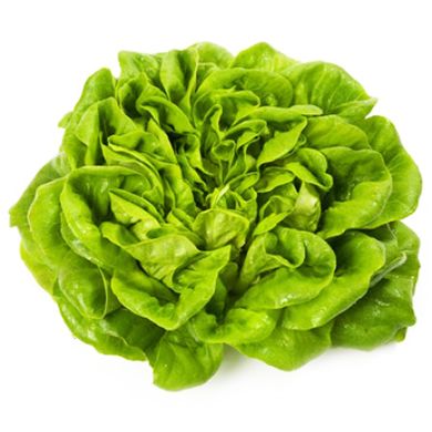 Насіння салату листового Аквіно мультиліф Rijk Zwaan Агропак драже 15 шт 19.0272 фото