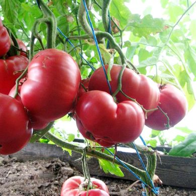 Семена томатов Розовый мед Gl Seeds 0,1 г 11.2191 фото
