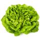 Насіння салату листового Аквіно мультиліф Rijk Zwaan Агропак драже 15 шт