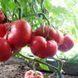 Насіння томатів Рожевий мед Gl Seeds 0,1 г