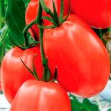 Насіння томатів Лагідний 0,2 г - купить | Good Harvest