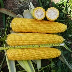 Семена кукурузы Добрыня F1 Lark Seeds 50 г 11.3057 фото