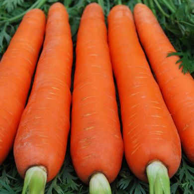 Семена моркови Красный Великан Яскрава 10 г 11.1865 фото