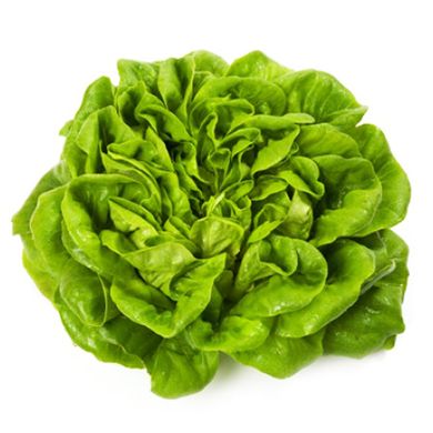 Насіння салату листового Аквіно мультиліф Rijk Zwaan Агропак драже 100 шт 19.0273 фото