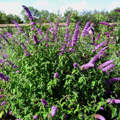 Семена буддлеи Давида пурпурно-фиолетовая 0,01 г 10.1627 фото