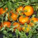 Насіння томатів Айсан F1 Kitano Seeds Леда 10 шт