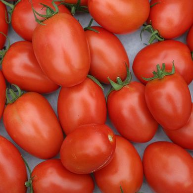 Насіння томатів Лагідний 5 г 11.1375 фото