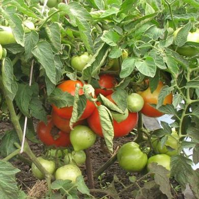 Семена томатов Берберана F1 Enza Zaden Агропак 50 шт 11.2719 фото