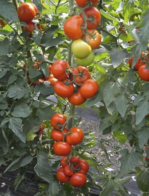 Семена томатов Тобольск F1 Bejo Zaden Агропак 50 шт 11.2720 фото