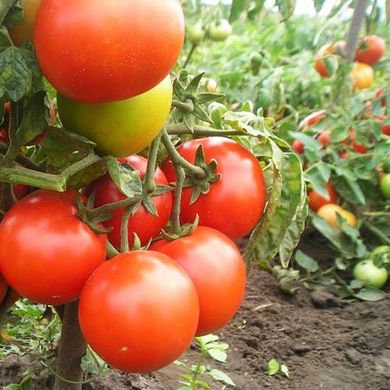 Насіння томатів Підсніжник Сонячний Март 100 шт 11.2775 фото