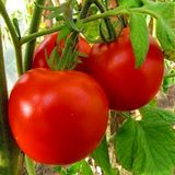 Насіння томатів Вибух грядки безрозсадний Агромаксі 0,4 г - купить | Good Harvest