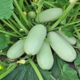 Семена кабачков Грибовский Яскрава 3 г - купить | Good Harvest