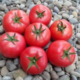 Насіння томатів Ляна рожева 0,1 г - купить | Good Harvest