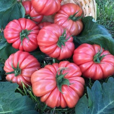 Насіння томатів Пінк Кой F1 Yuksel Tohum Леда 5 шт 11.2465 фото