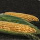 Семена кукурузы Акцент F1 Syngenta 20 шт