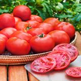 Насіння томатів Волгоградський 5/95 Gl Seeds 0,5 г - купить | Good Harvest