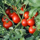 Семена томатов Ляна 0,1 г - купить | Good Harvest