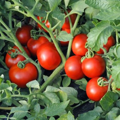 Семена томатов Ляна 0,1 г 11.1337 фото