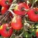 Насіння томатів Хайнц 2274 Сонячний Март 100 шт