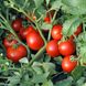 Насіння томатів Ляна 0,1 г