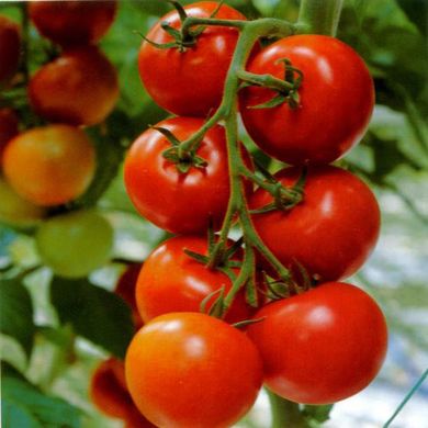 Семена томатов Спринтер безрассадный Агромакси 0,4 г 11.1349 фото