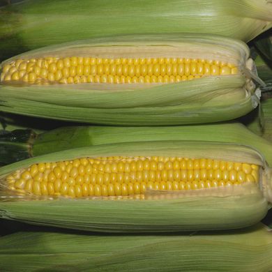 Семена кукурузы Золотой початок Агромакси 20 г 11.2418 фото