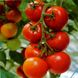 Семена томатов Спринтер безрассадный Агромакси 0,4 г