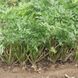 Семена петрушки корневой Игл Bejo Zaden PN 0,5 г