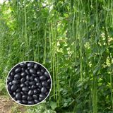 Насіння вігни Макаретті Gl Seeds 10 шт - купити | Good Harvest