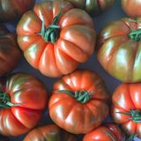Семена томатов Ред Кой F1 Yuksel Tohum Леда 5 шт - купить | Good Harvest