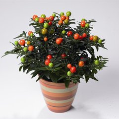 Насіння пасльону ложноперечний (Solanum pseudocapsicum) 0,2 г 10.1645 фото