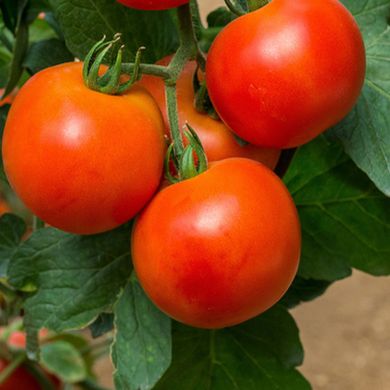 Насіння томатів Галактика безрозсадний Агромаксі, 0,4 г 11.2035 фото