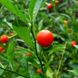Насіння пасльону ложноперечний (Solanum pseudocapsicum) 0,2 г