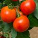 Семена томатов Галактика безрассадный Агромакси, 0,4 г