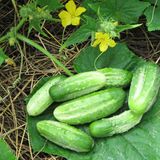 насіння огірків Бочковий засол F1 Агромаксі 0,3 г - купить | Good Harvest