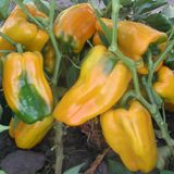 Семена перца Джемини F1 Nunhems Zaden Агропак 10 шт - купить | Good Harvest