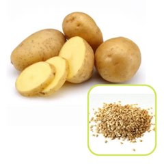 Семена картофеля Илона 0,02 г 11.1804 фото
