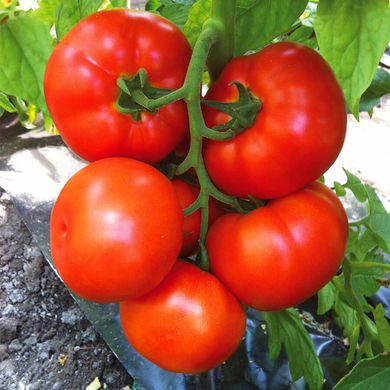 Семена томатов Геркулес Gl Seeds 0,25 г 11.2036 фото