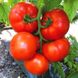 Насіння томатів Геркулес Gl Seeds 0,25 г