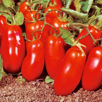 Семена томатов Гладис F1 Esasem Леда 20 шт 11.2460 фото