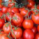Насіння томатів Річі F1 Bejo Zaden 0,05 г