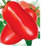Насіння томатів Капелла Сонячний Март 100 шт - купить | Good Harvest