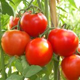 Насіння томатів Північна королева Gl Seeds 0,1 г - купить | Good Harvest