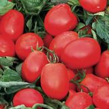 Насіння томатів Едвайзор F1 Esasem Леда 20 шт - купить | Good Harvest