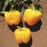 Семена перца Калифорнийское чудо желтое ЕСН 0,2 г - купить | Good Harvest