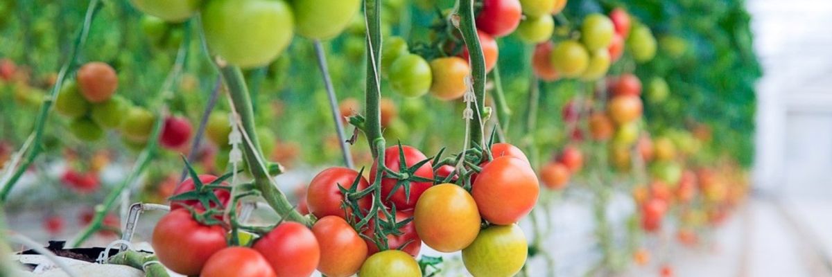 Выращиваем хорошую рассаду томатов узнать больше