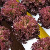 Насіння салату напівкачанного Конкорд Rijk Zwaan Агропак 30 шт - купити | Good Harvest