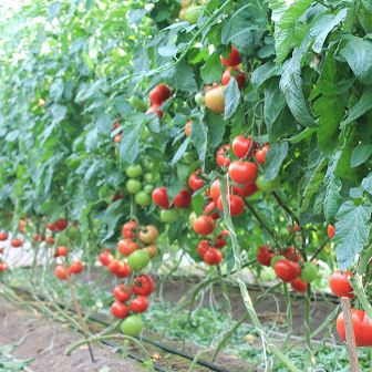 Семена томатов Беллфорт F1 Enza Zaden Агропак 10 шт 11.2473 фото
